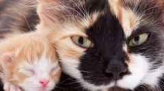 Як визначити вік кішки?